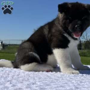 Jake, Akita Puppy